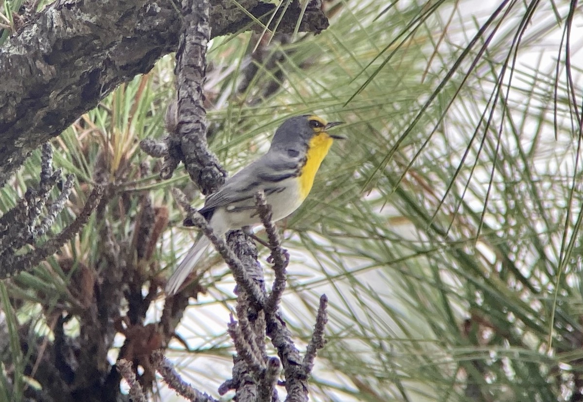 Grace's Warbler - ML620235174