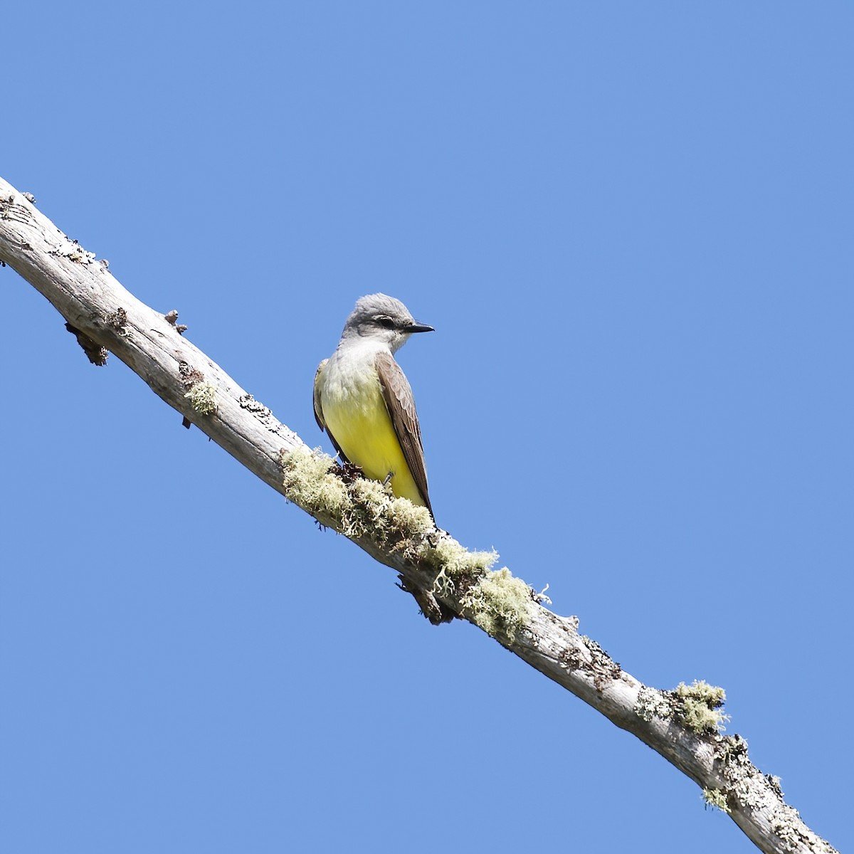 Western Kingbird - ML620235181