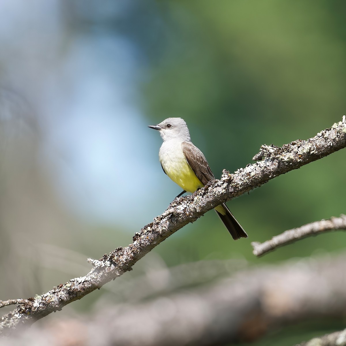 Western Kingbird - ML620235182