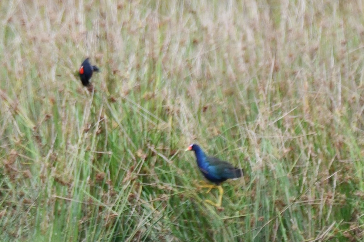 Purple Gallinule - ML620235185