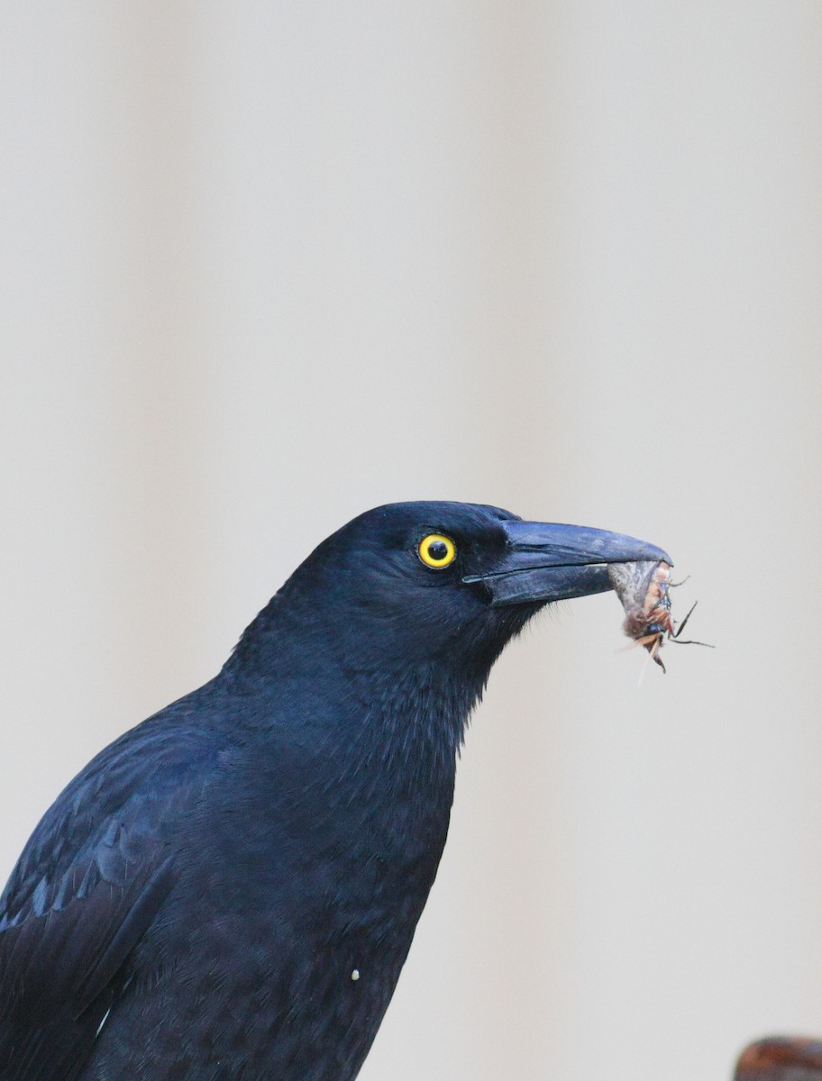 Pied Currawong - ML620235188