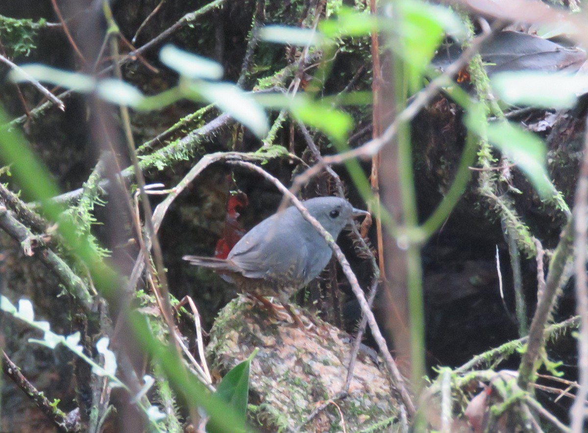 Planalto Tapaculo - ML620235198