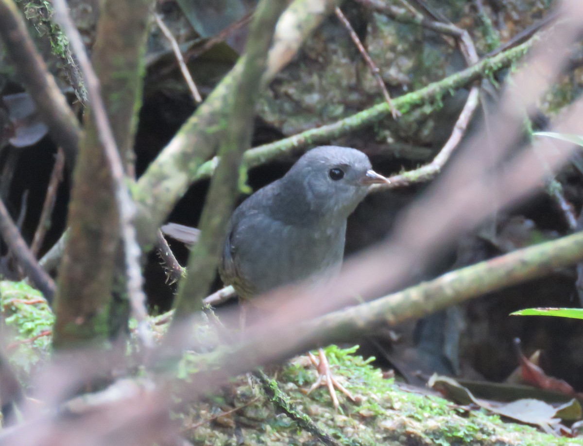 Planalto Tapaculo - ML620235199