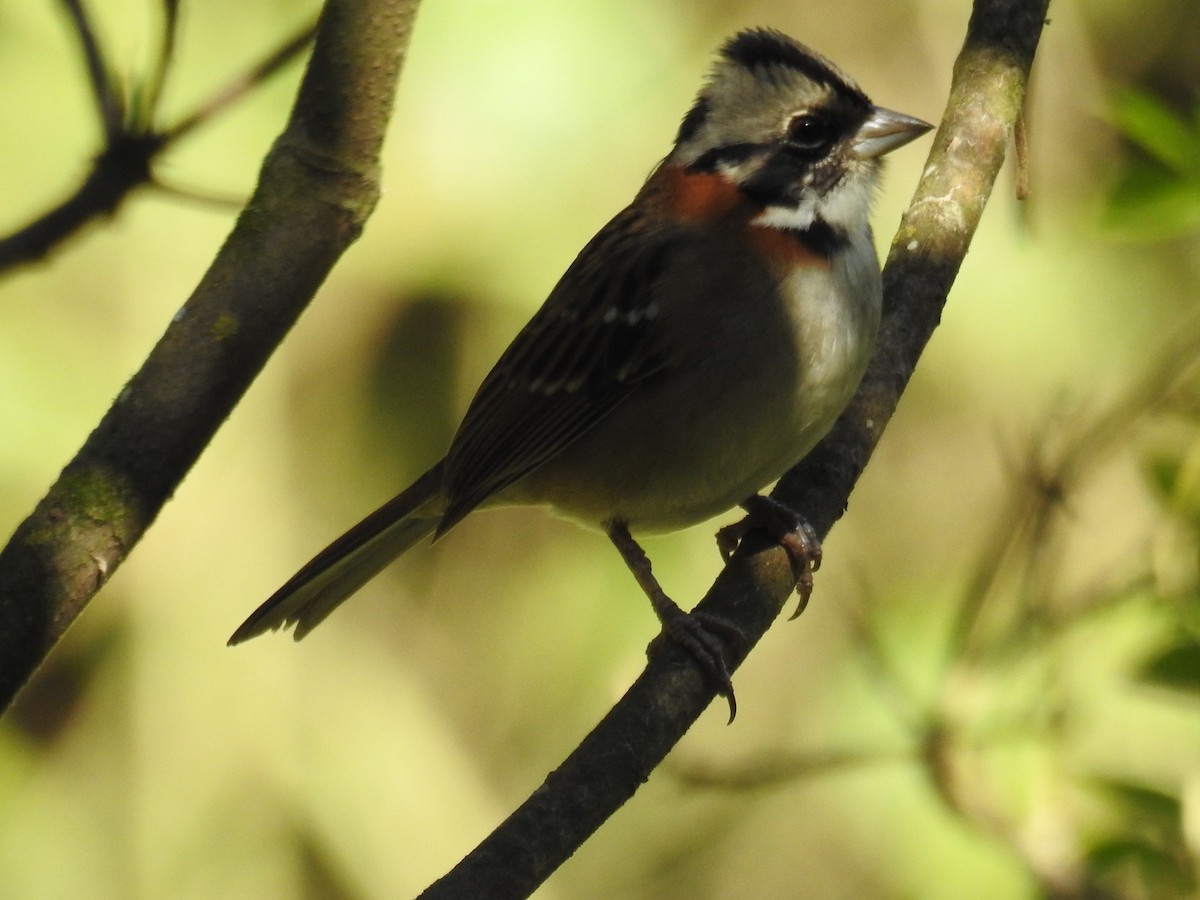 Rufous-collared Sparrow - ML620235201