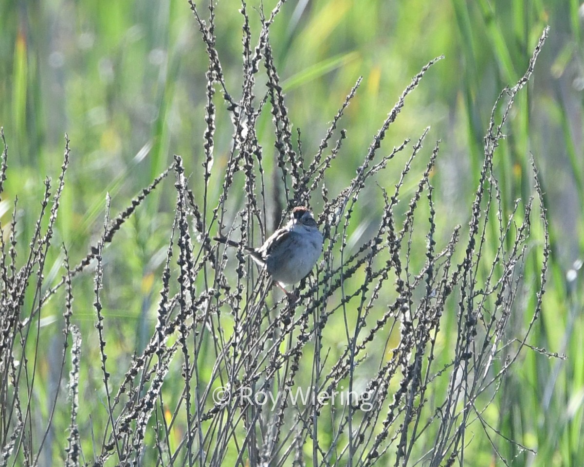 Swamp Sparrow - ML620235206