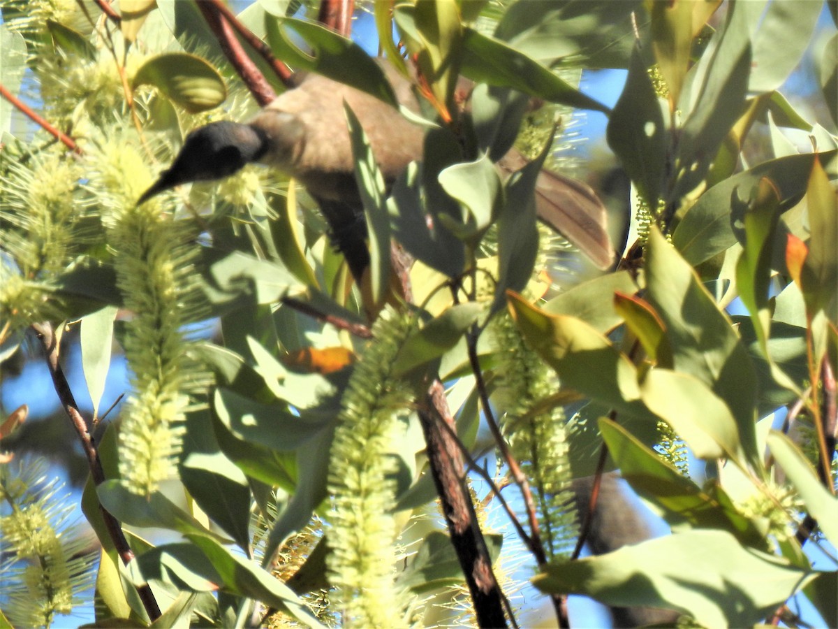 Noisy Friarbird - ML620235207