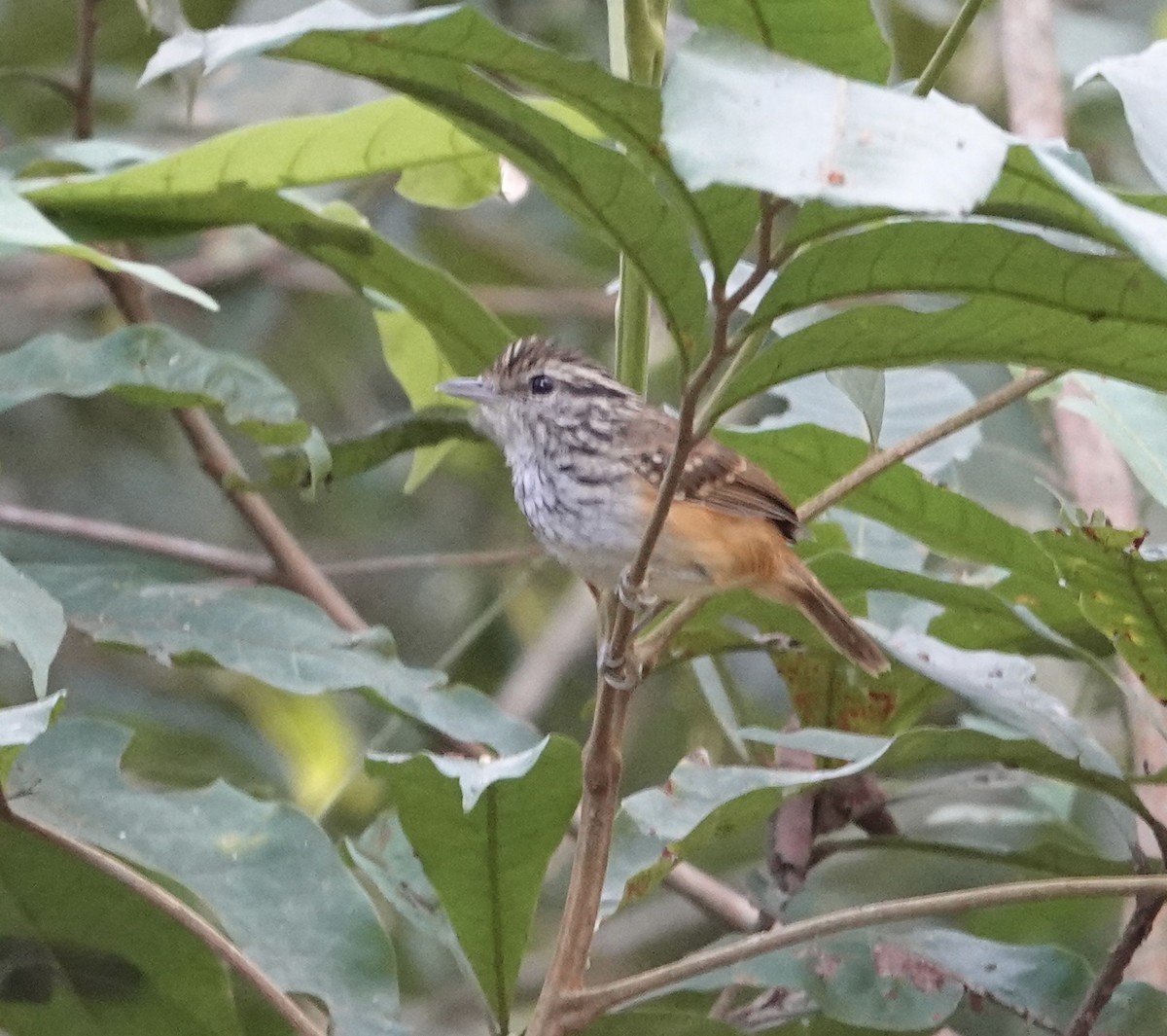 Rondonia Warbling-Antbird - ML620235209
