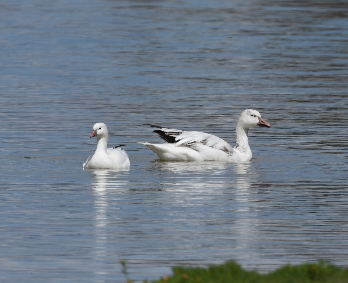 Oie des neiges - ML620235210