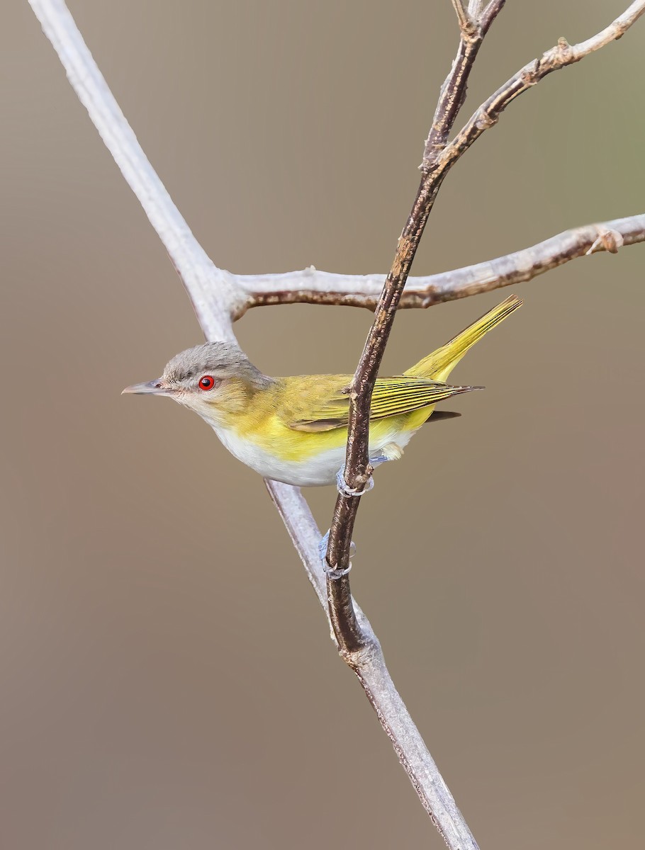 Yellow-green Vireo - Greg Homel