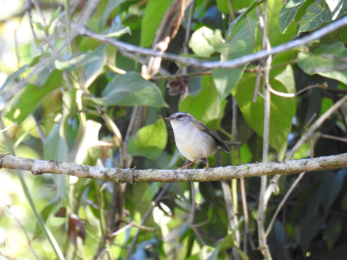 Goldhähnchen-Waldsänger - ML620235212