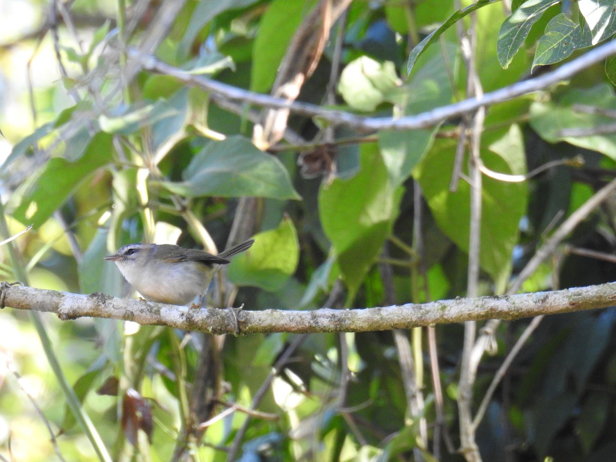 Golden-crowned Warbler - ML620235213