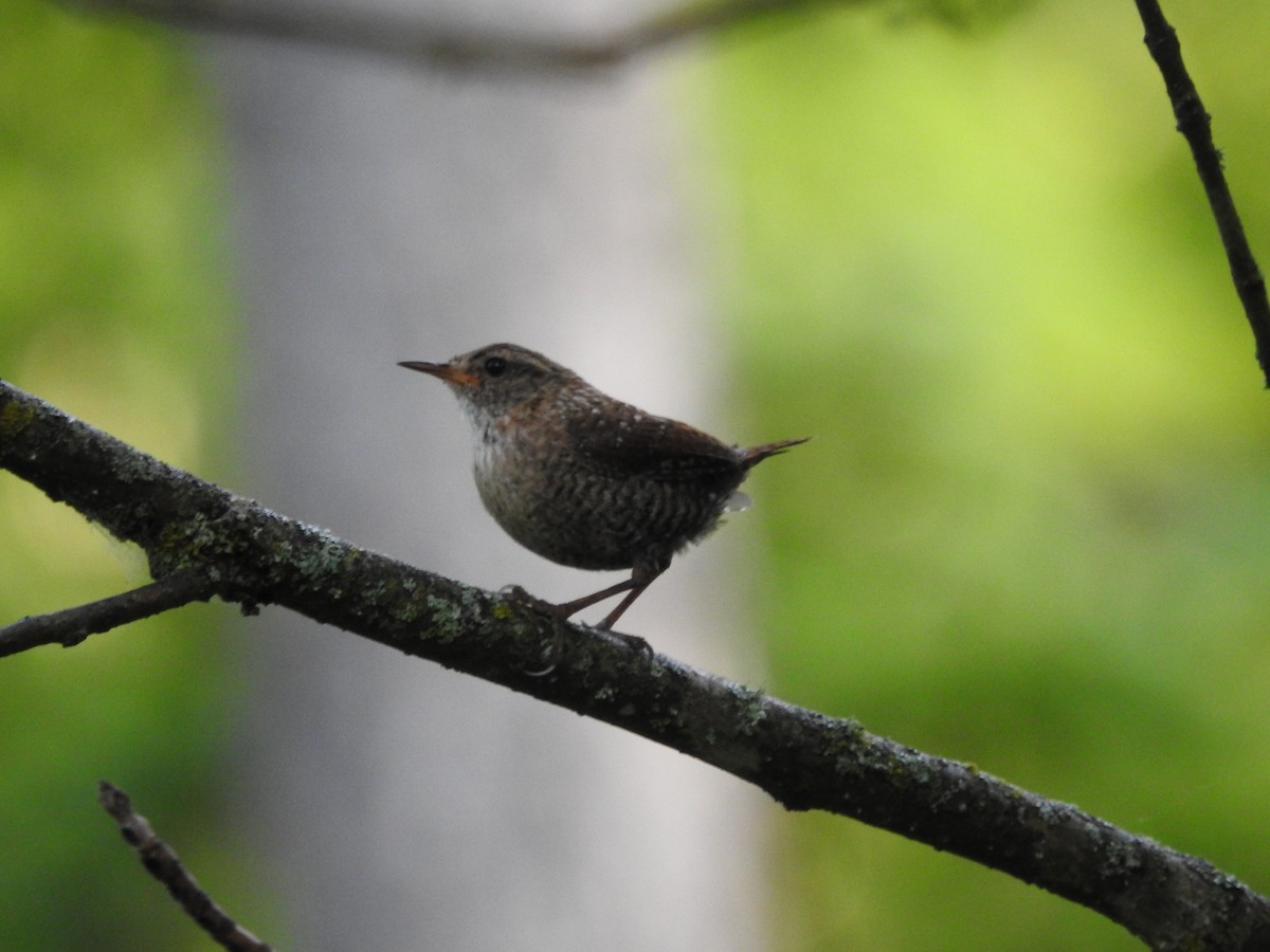 Winter Wren - ML620235229