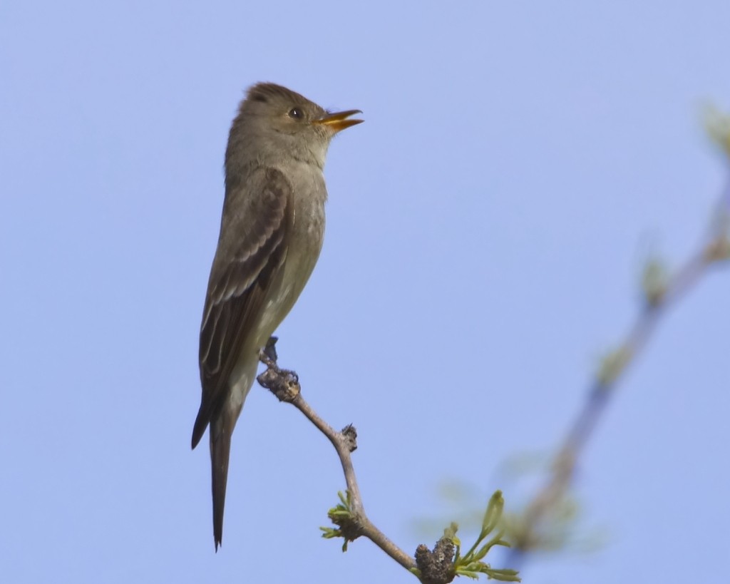 Greater Pewee - ML620235232