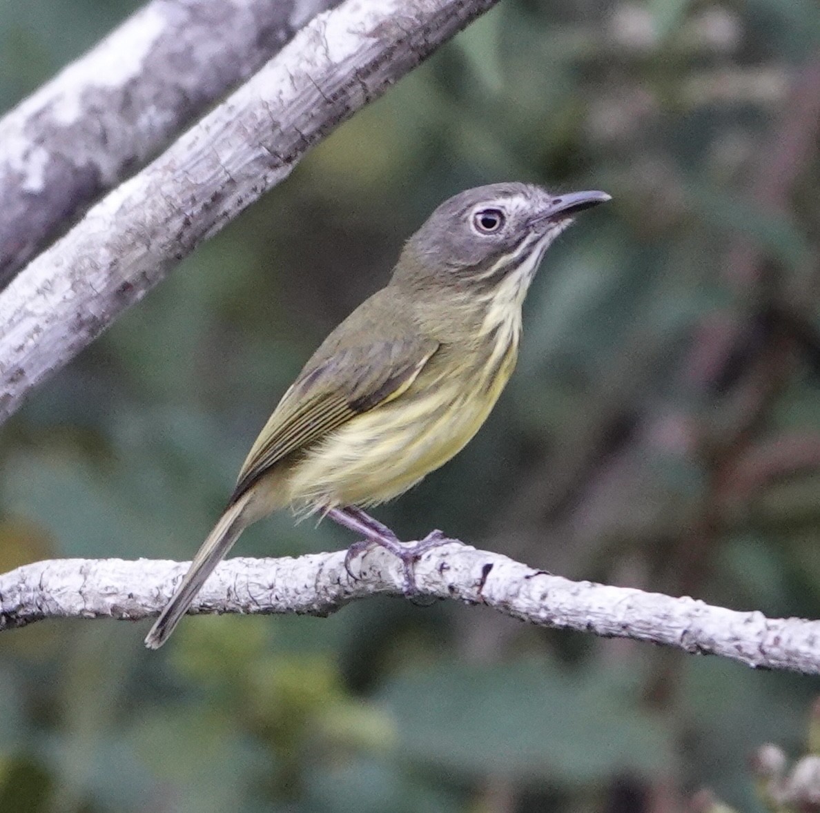 Stripe-necked Tody-Tyrant - ML620235243