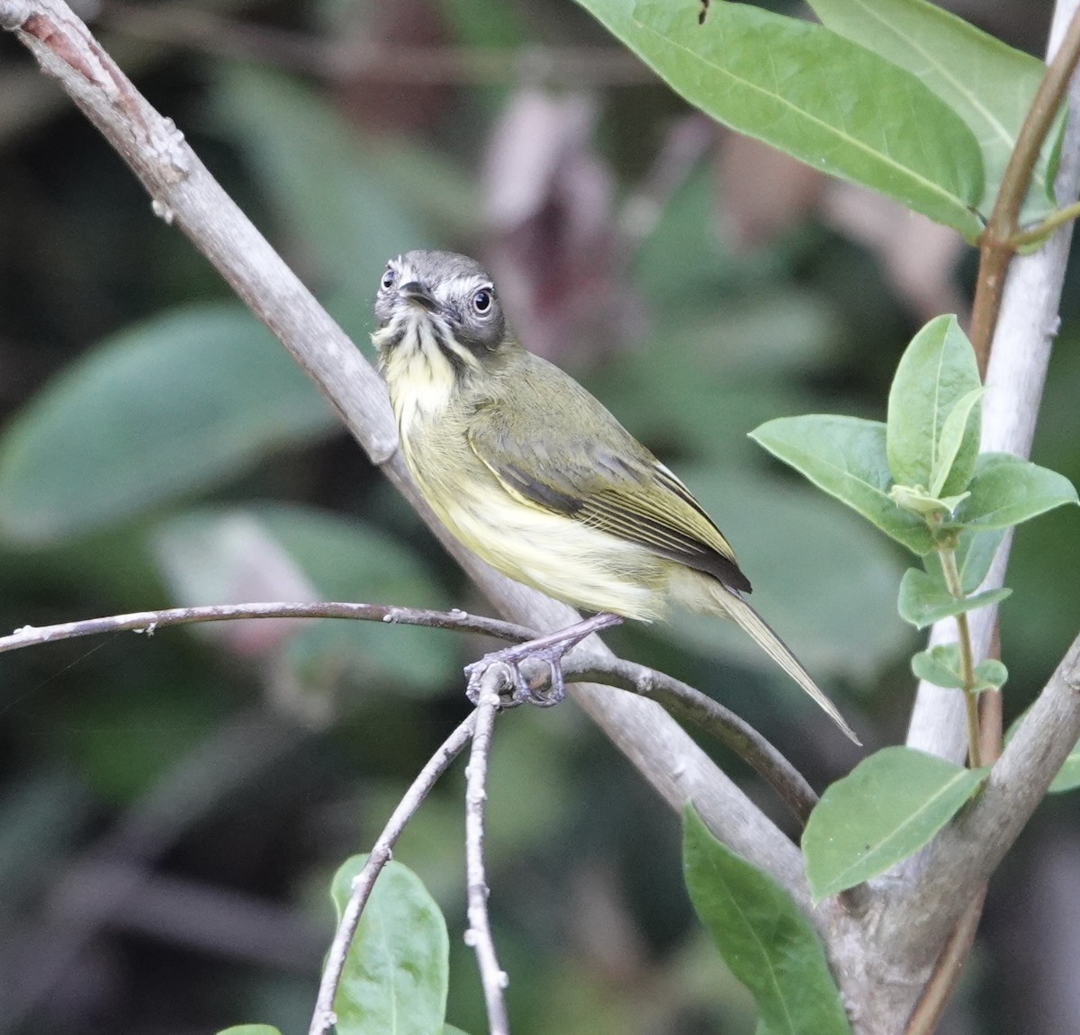 Stripe-necked Tody-Tyrant - ML620235244