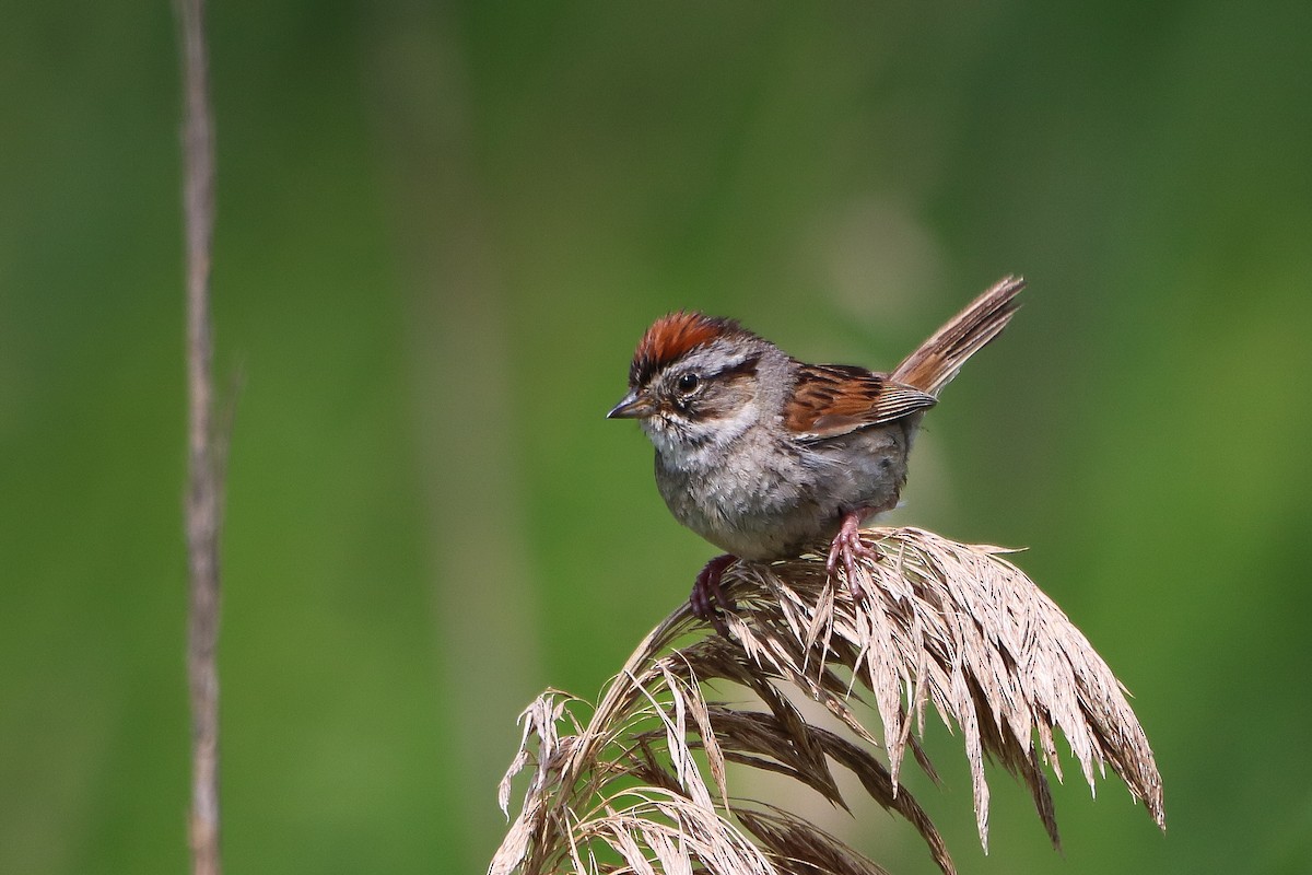 Swamp Sparrow - ML620235250