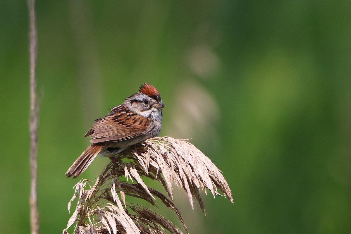 Swamp Sparrow - Hayden Bildy