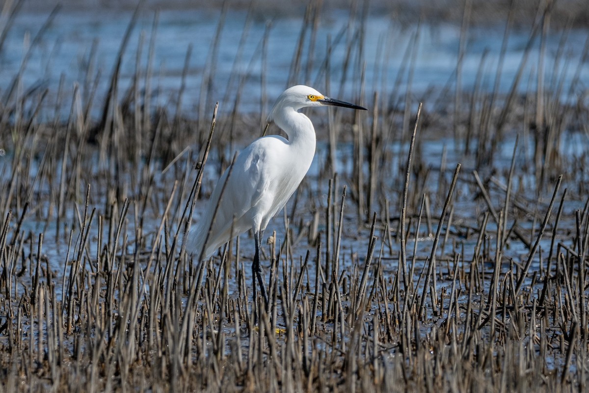 Snowy Egret - ML620235252