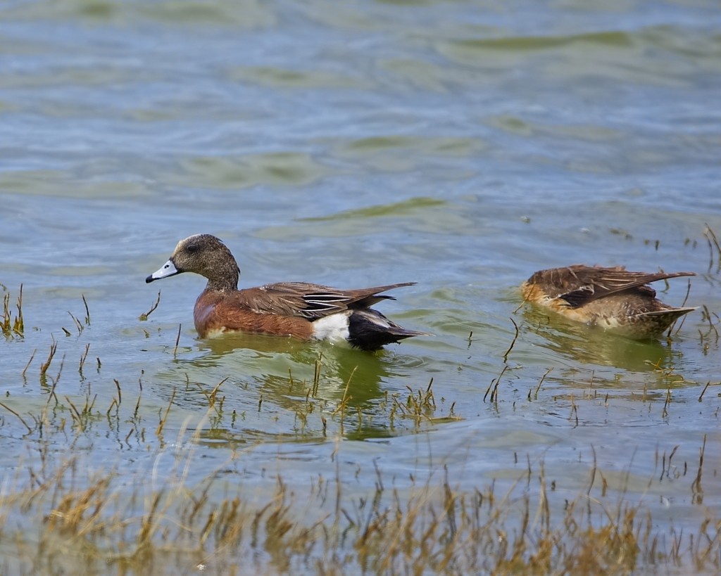 American Wigeon - ML620235262