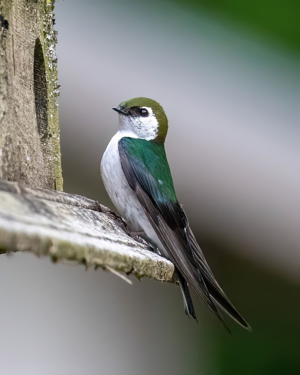 Violet-green Swallow - ML620235288