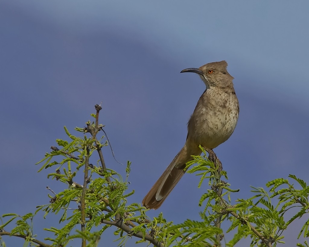 Bendire's Thrasher - ML620235303