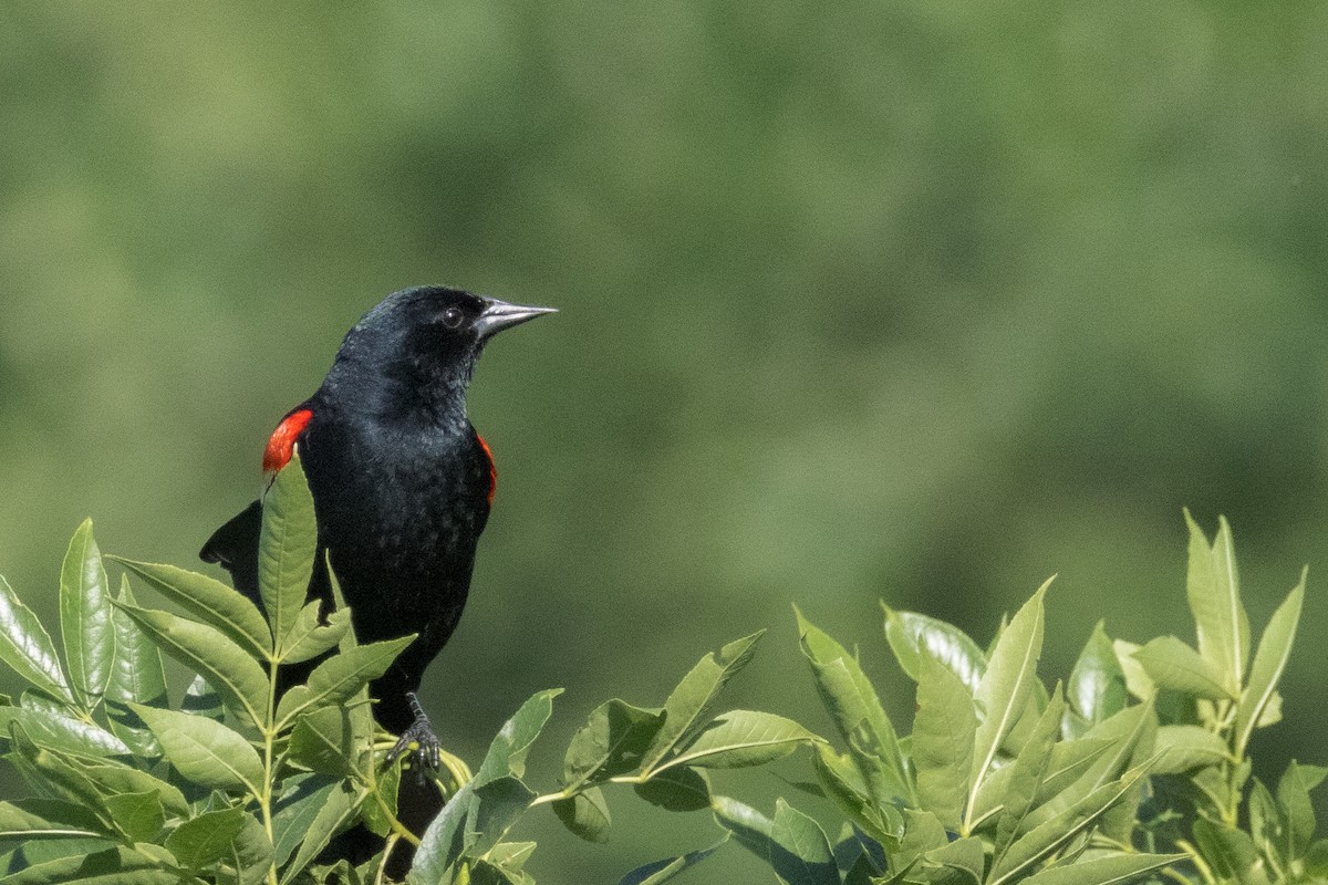 Red-winged Blackbird - ML620235305