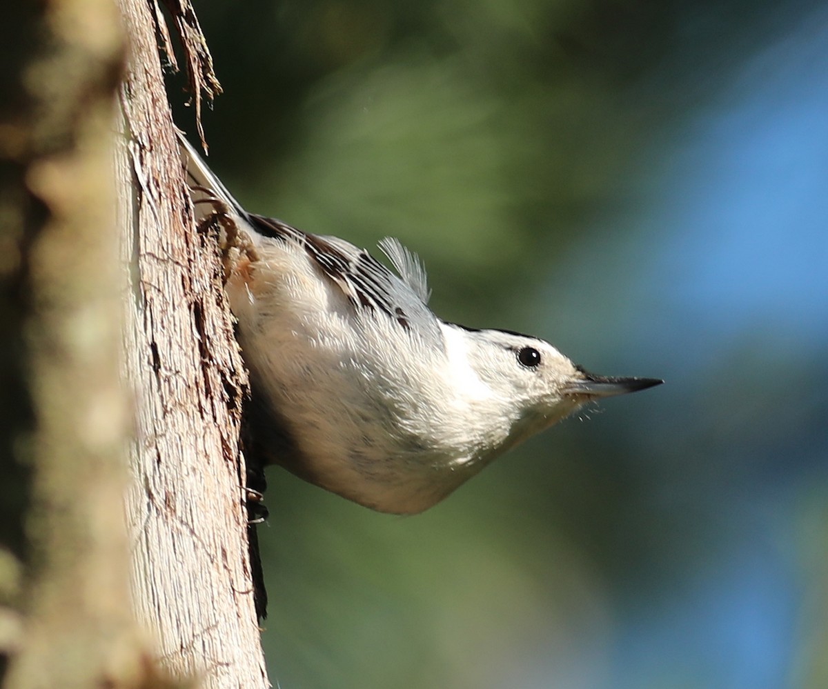 White-breasted Nuthatch - ML620235307