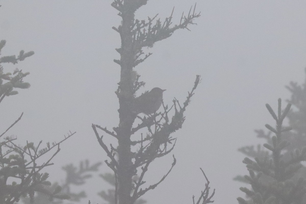 Swainson's Thrush - ML620235308