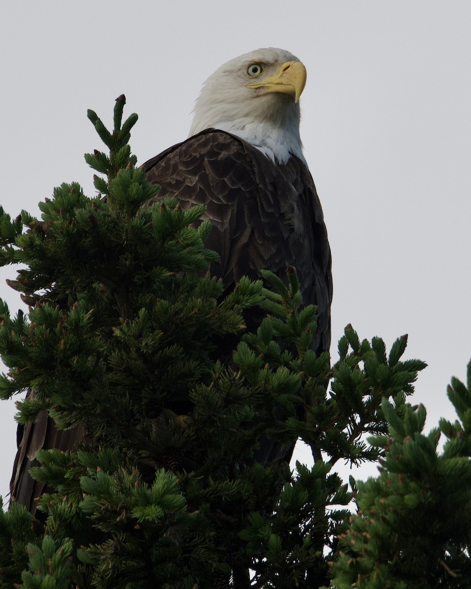 Bald Eagle - ML620235309