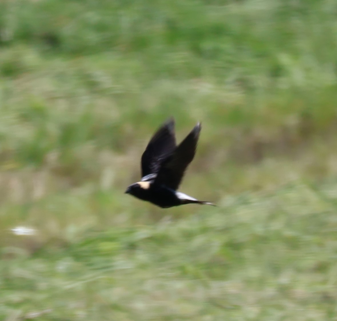 bobolink americký - ML620235310