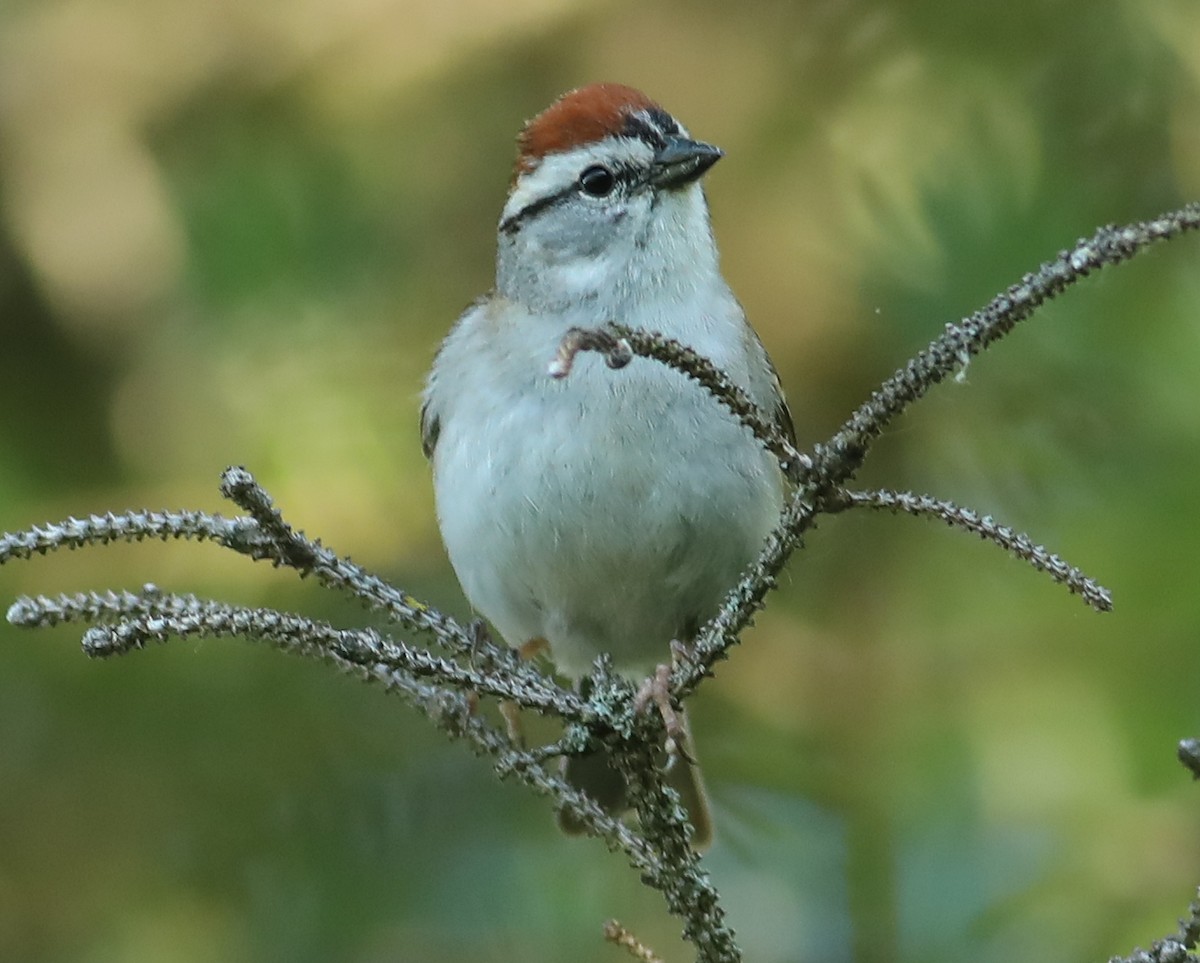 Chipping Sparrow - ML620235322