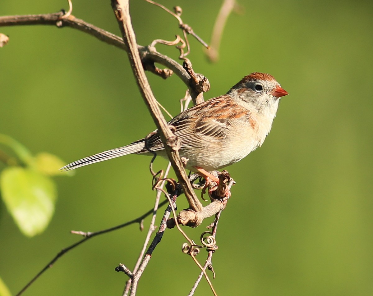 Field Sparrow - ML620235325