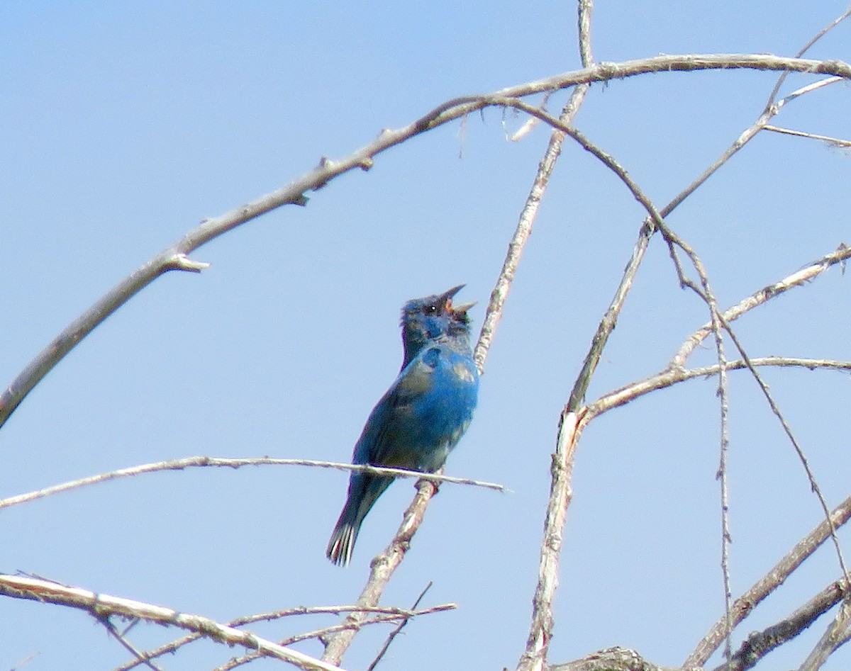 Indigo Bunting - Burke Angstman