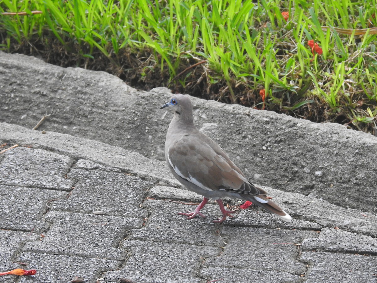 White-winged Dove - ML620235333