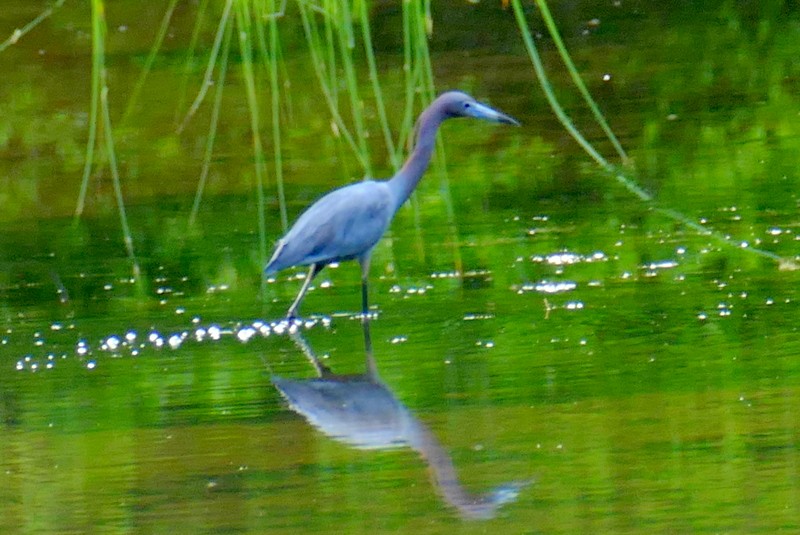 Little Blue Heron - ML620235335