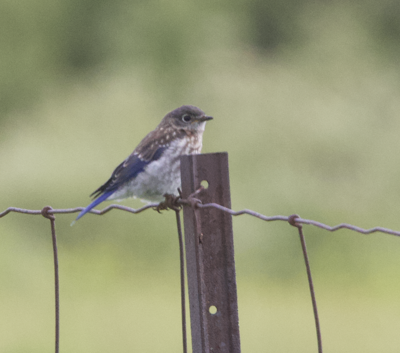 Eastern Bluebird - ML620235345