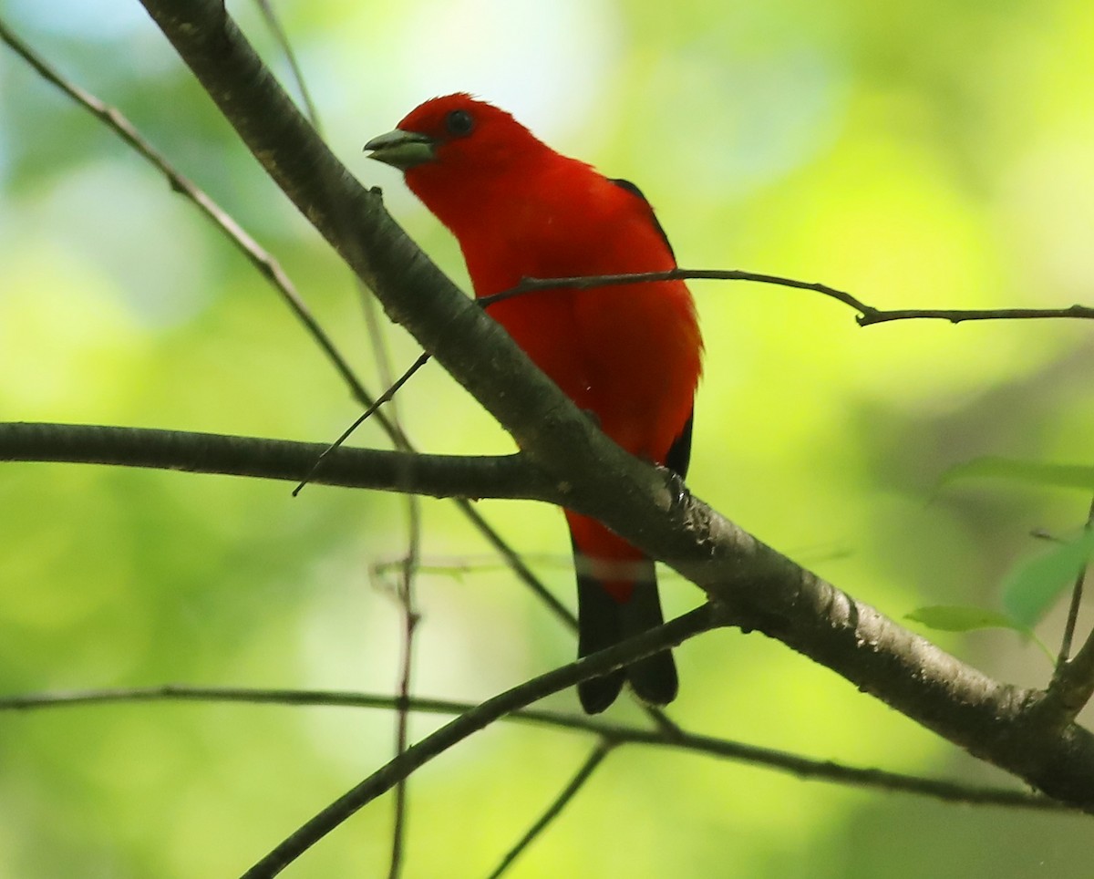 Scarlet Tanager - ML620235346