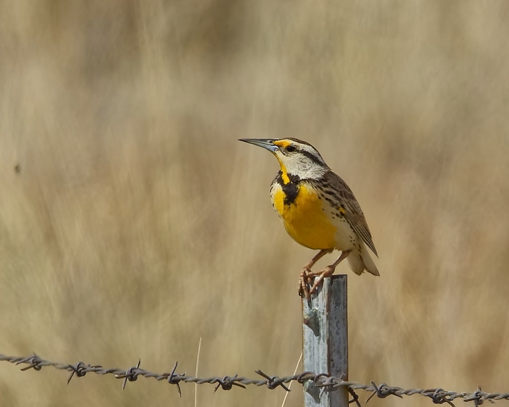 Chihuahuan Meadowlark - ML620235348