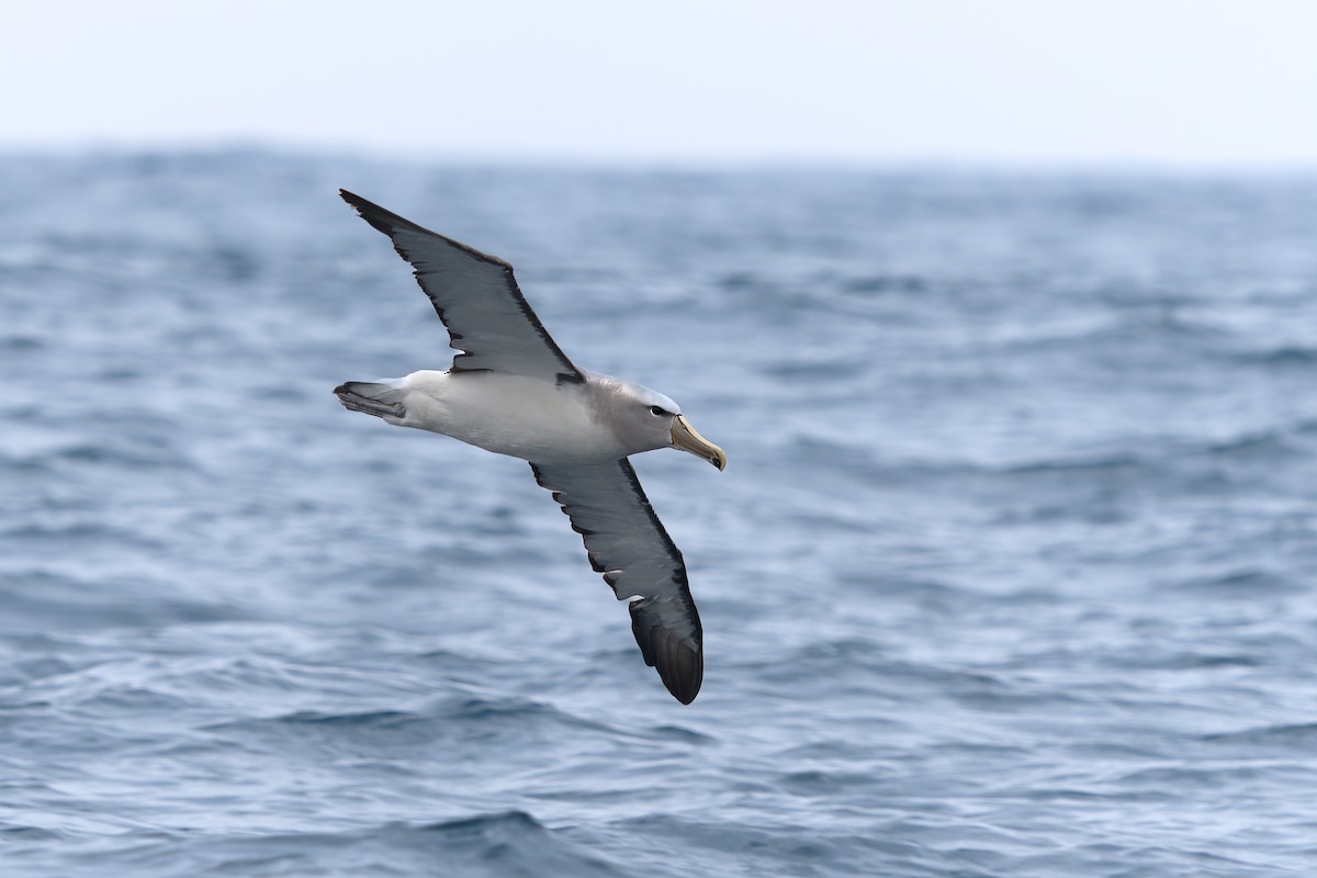 Salvin's Albatross - ML620235358