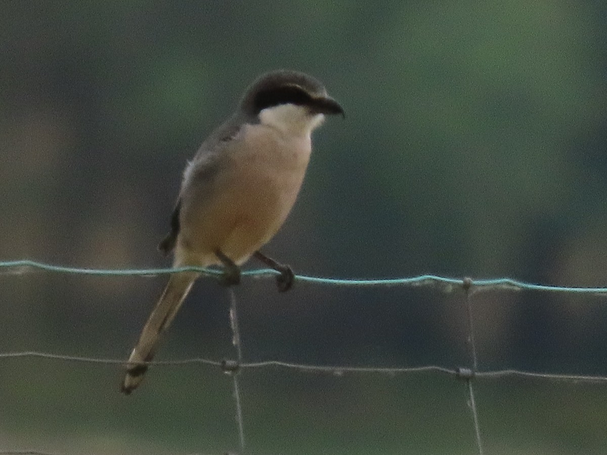 Iberian Gray Shrike - ML620235359