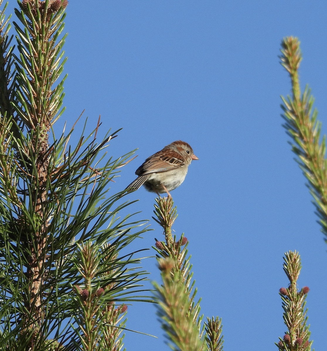 Field Sparrow - ML620235366