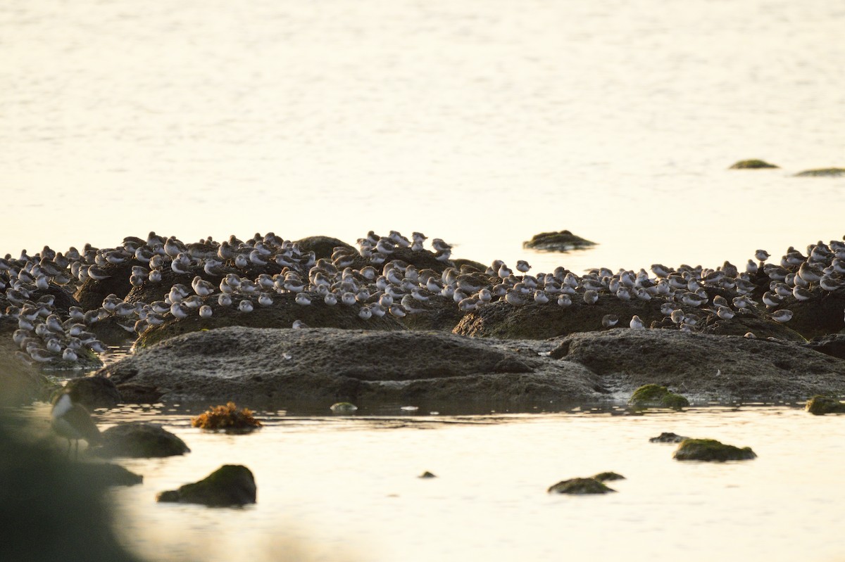 Red-necked Stint - ML620235367