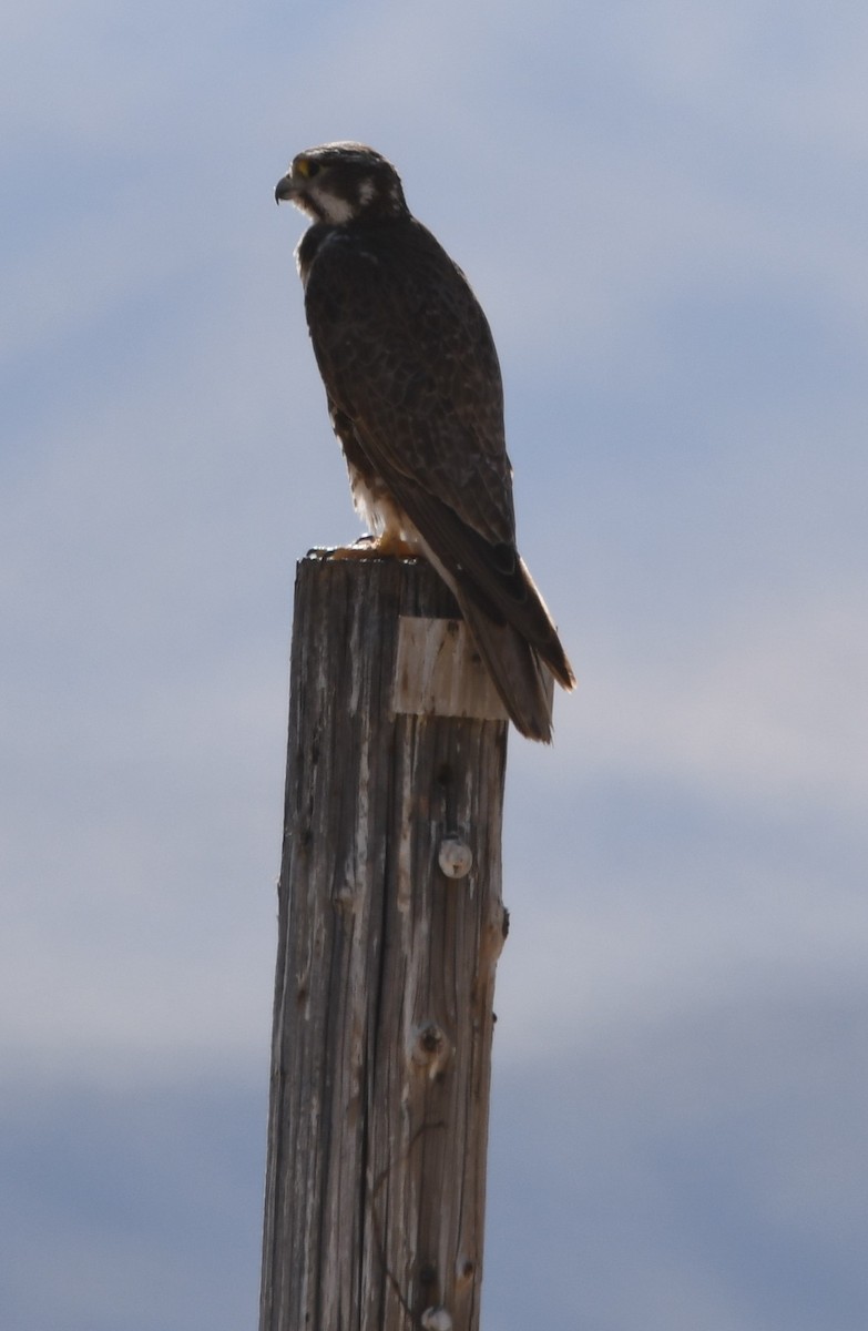 Prairie Falcon - ML620235375