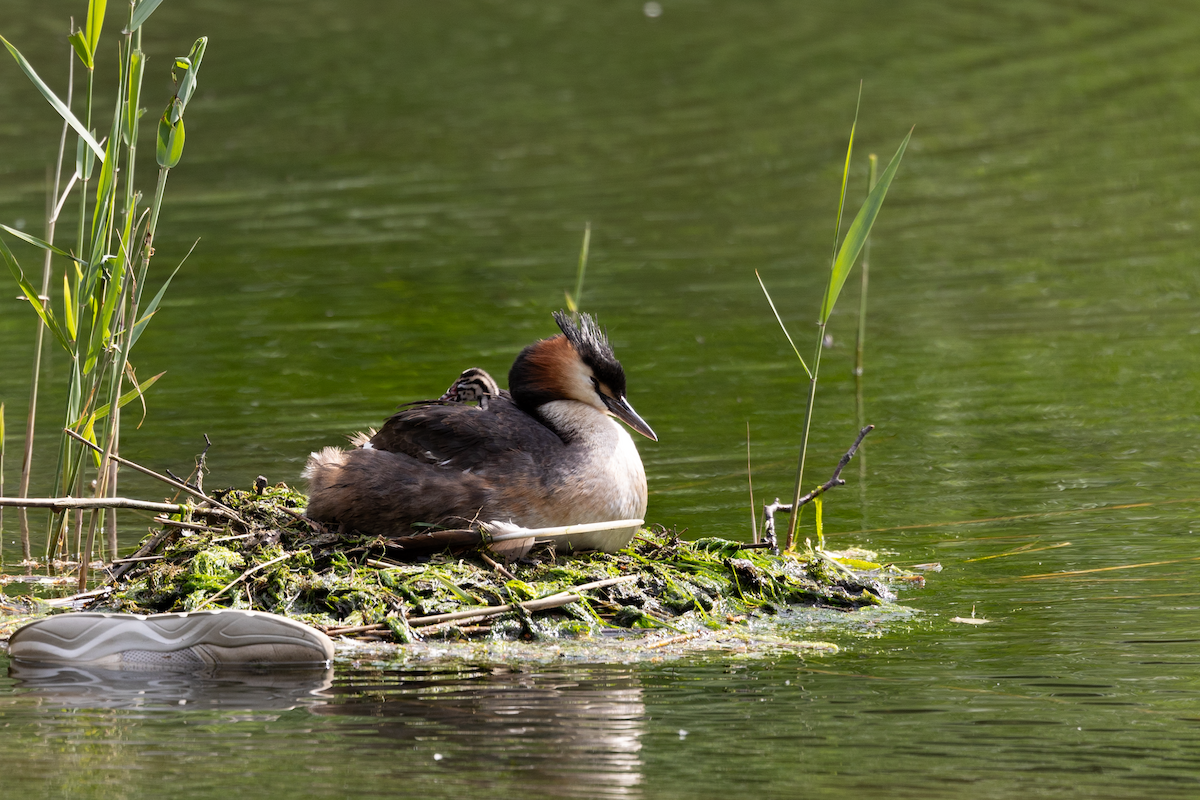Great Crested Grebe - ML620235388