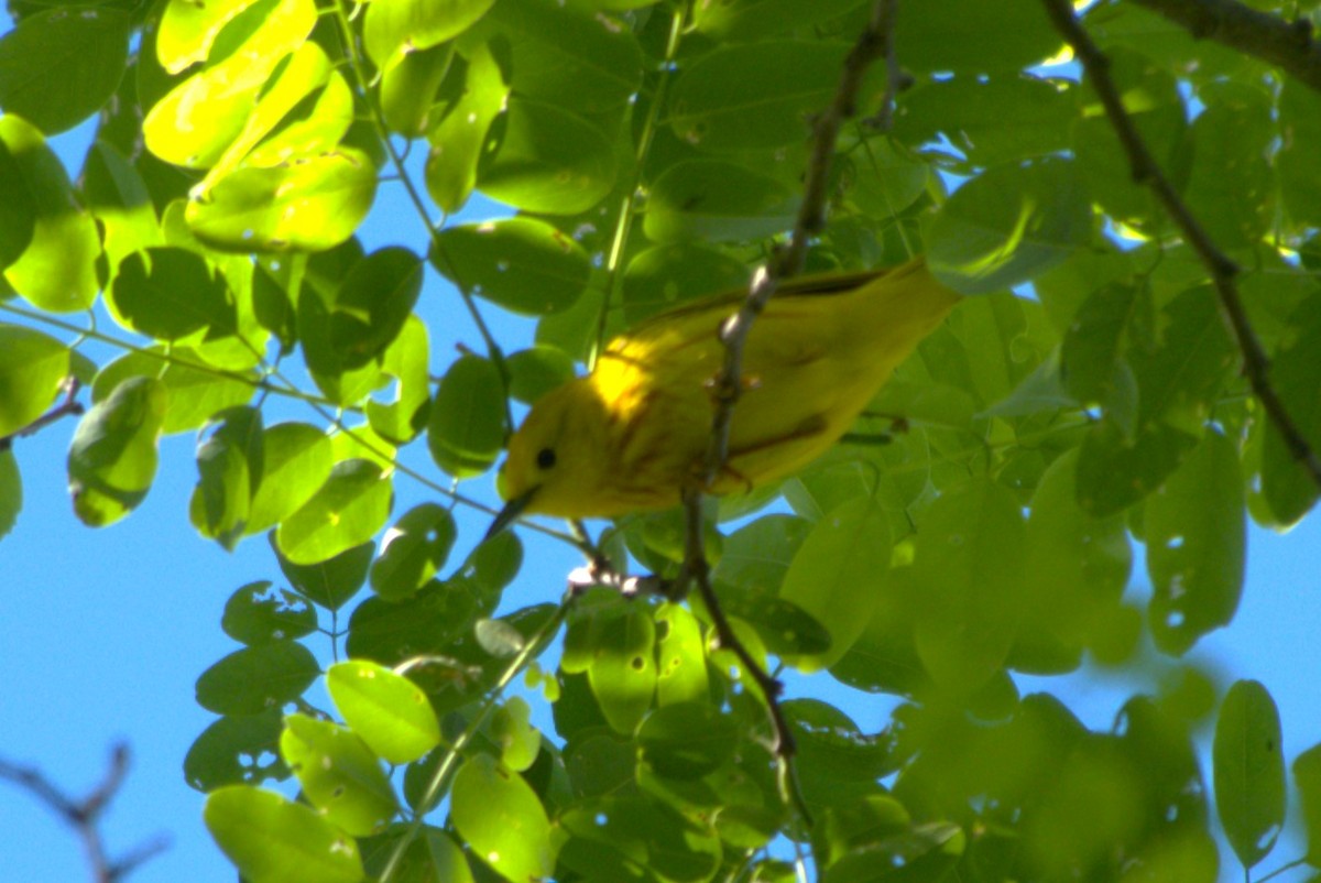 Paruline jaune - ML620235397