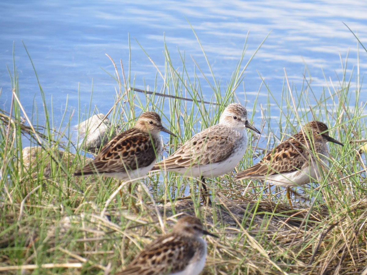 Semipalmated Sandpiper - ML620235404