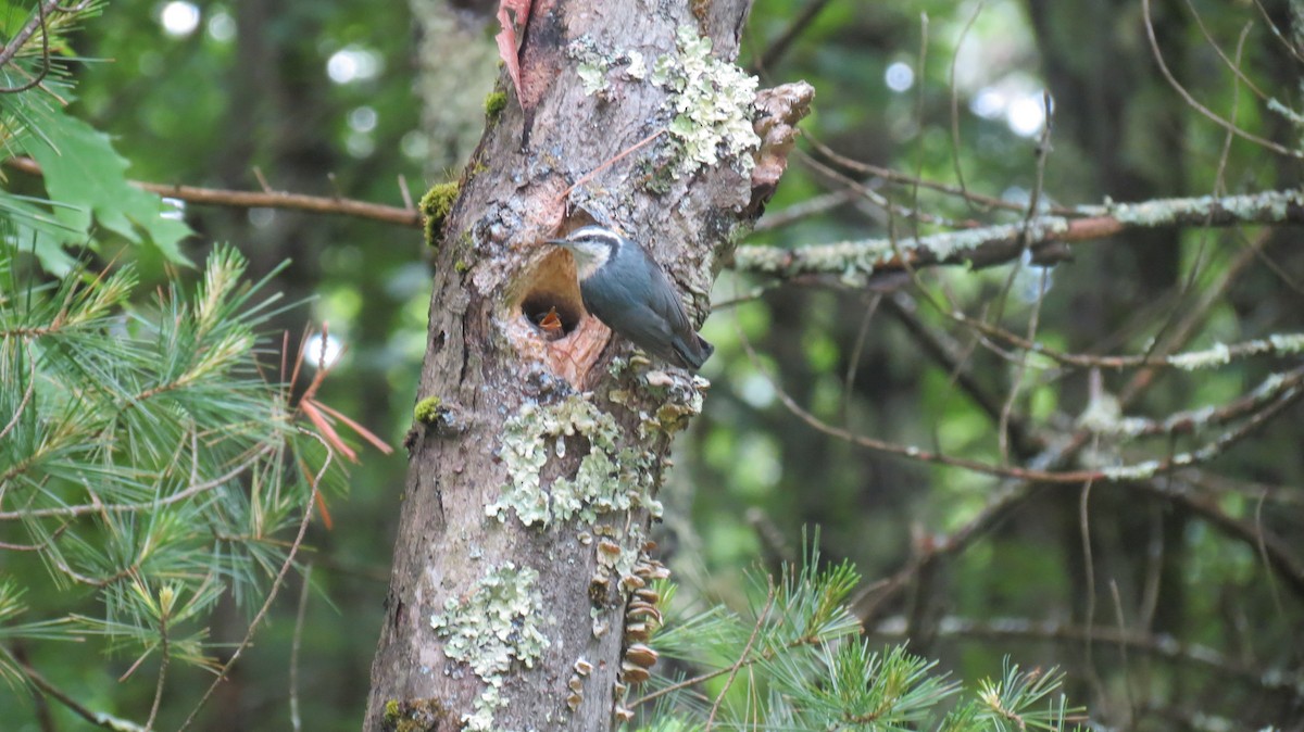 Red-breasted Nuthatch - ML620235406