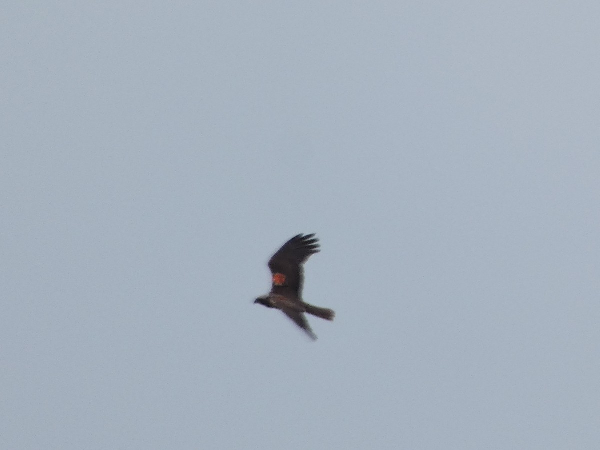 Western Marsh Harrier - ML620235411