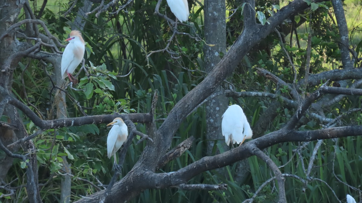 Western Cattle Egret - ML620235417