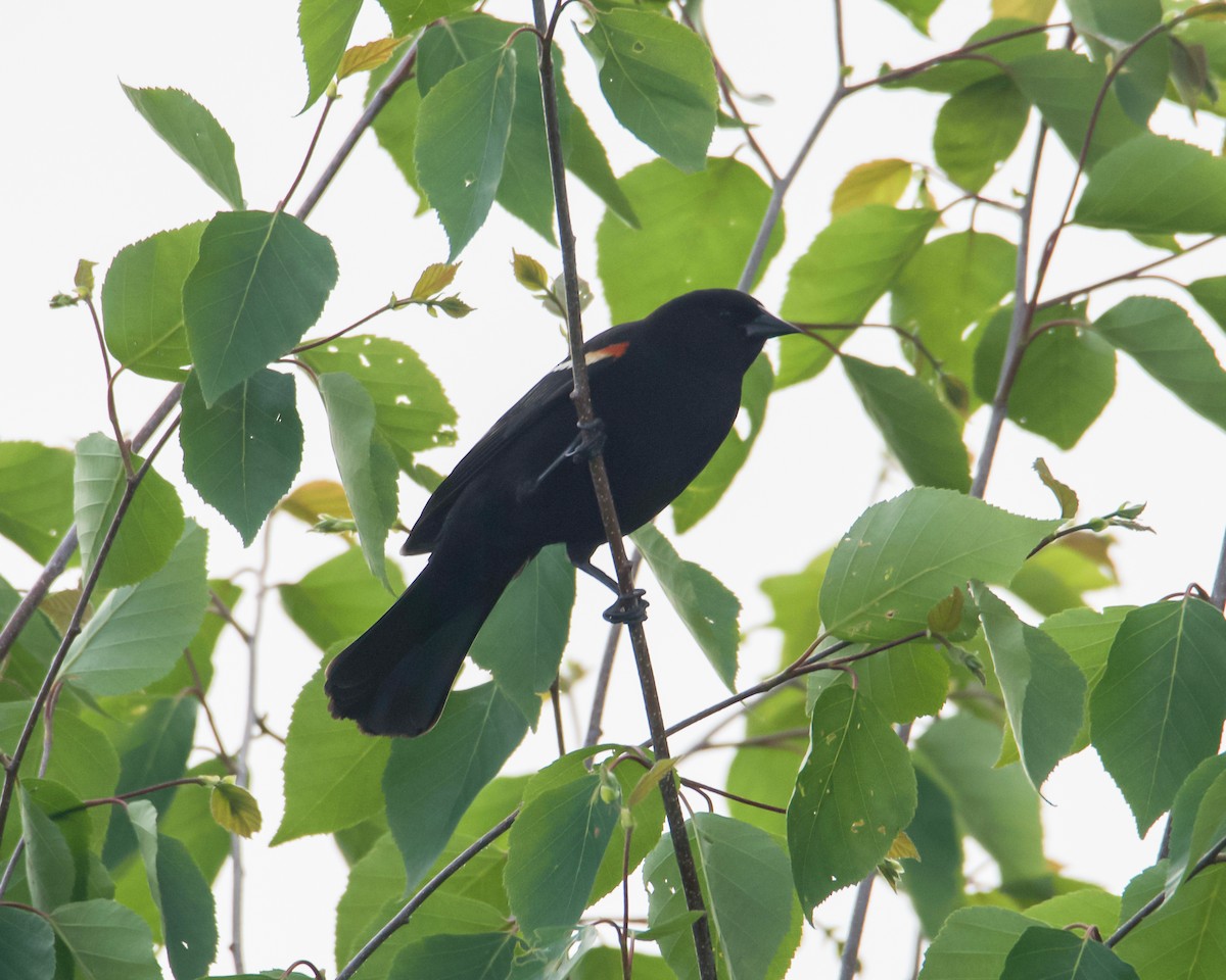 Red-winged Blackbird - ML620235418